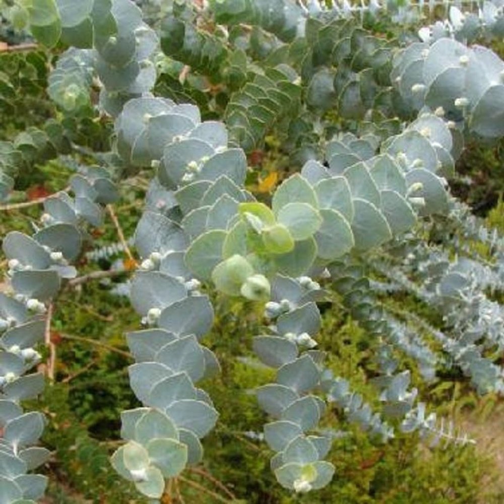 Eucalyptus Baby Blue(dwarf blue 20 pc